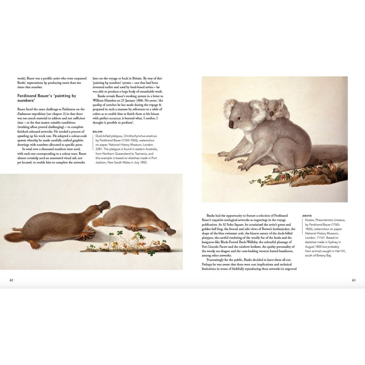 An illustration of a koala and platypus on a textured background, featuring text about Ferdinand Bauer's Australian wildlife art during Pacific exploration with Joseph Banks. From "Picturing the Pacific" by Adlard Coles.