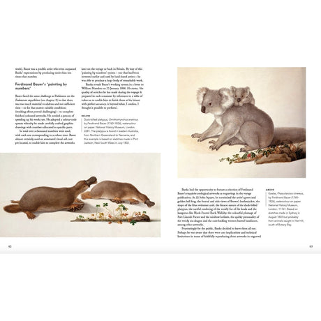 An illustration of a koala and platypus on a textured background, featuring text about Ferdinand Bauer's Australian wildlife art during Pacific exploration with Joseph Banks. From "Picturing the Pacific" by Adlard Coles.