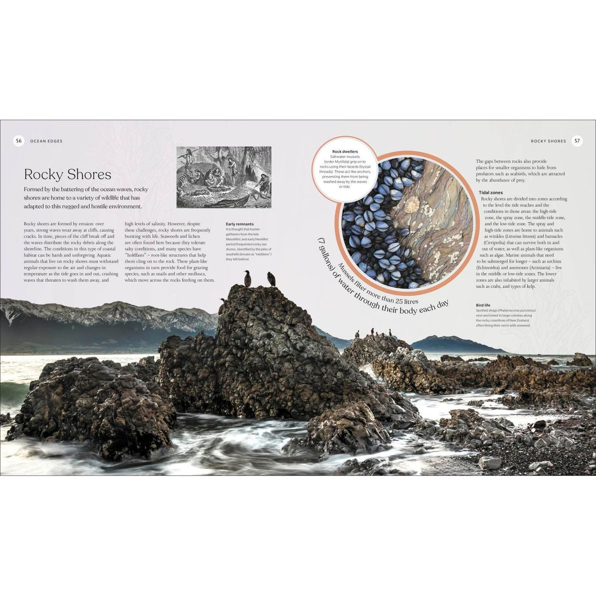 Explore the wonders of the ocean with The Ocean Book by DK—featuring images of rocky shores with mussel-covered rocks, seabirds, crashing waves, and majestic mountains. Insets highlight diverse marine life discovered during exploration.