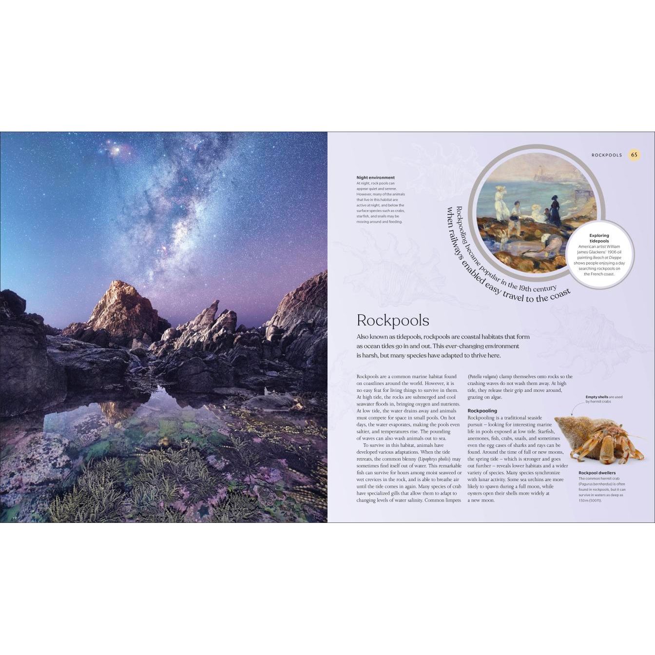 A rocky coast beneath the Milky Way, with tide pools reflecting stars and brimming with life, features in The Ocean Book by DK; the right page includes info on rockpools, 19th-century shore images, and a crab illustration.