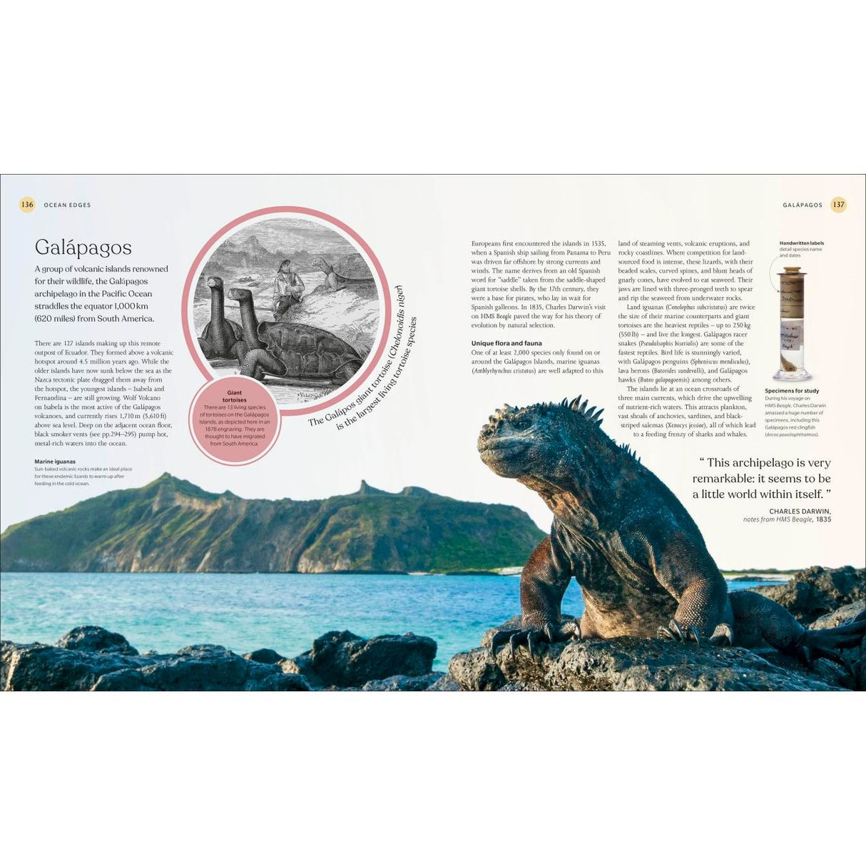 A large marine iguana lounges on seaside rocks beneath a blue sky, with a volcanic island behind. An inset drawing shows early explorers and Galápagos tortoises. Text from DK’s The Ocean Book highlights the region’s unique marine wildlife.