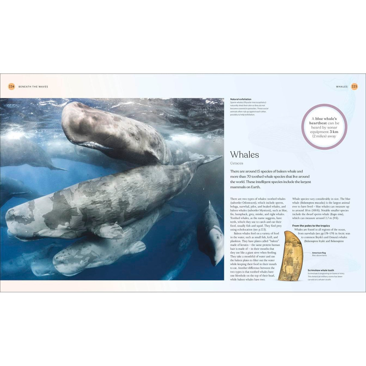 A pod of large sperm whales swims closely together underwater. The image, from DK’s The Ocean Book, highlights whale size, communication, and their vital role in marine life across the world’s oceans.
