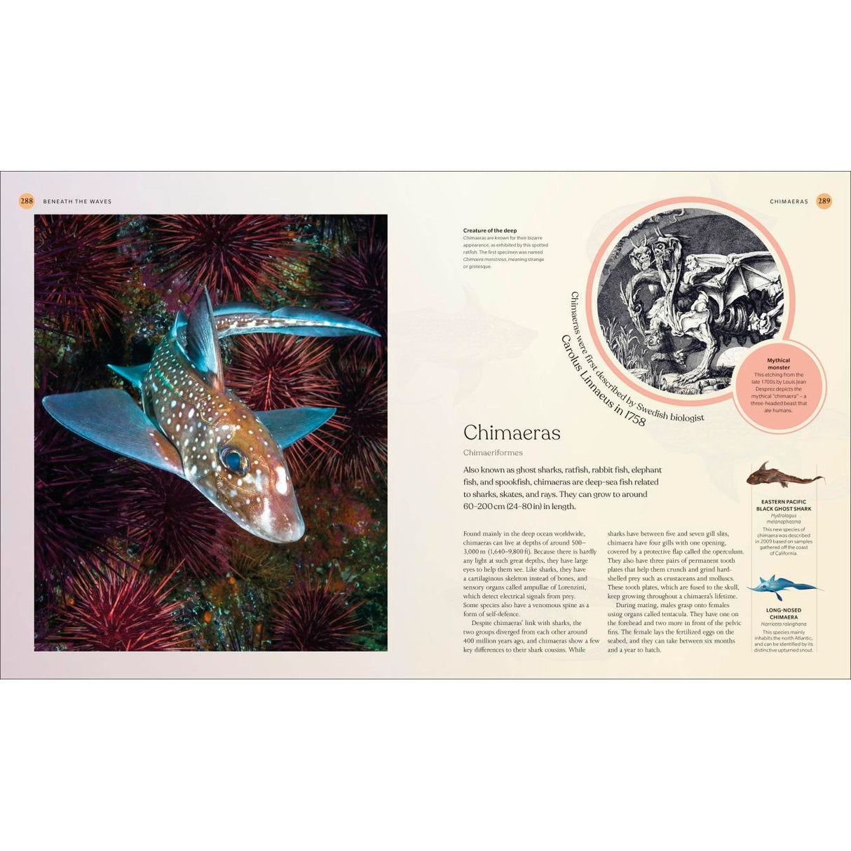 A spotted chimaera swims among sea urchins and vibrant marine life. The right page of DK’s The Ocean Book features text on chimaeras, an illustration of chimaeras and dinosaurs, and a map of the Eastern Pacific chimaera’s range.