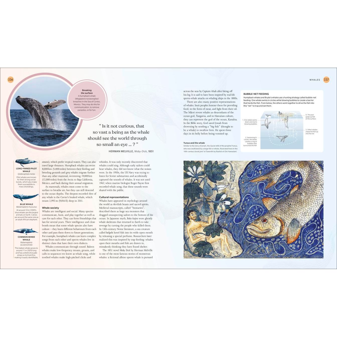 A two-page spread in The Ocean Book by DK showcases whales breaching, diagram illustrations of bubble-net feeding, engaging marine life text, and a decorative scene of a whale with sea creatures.