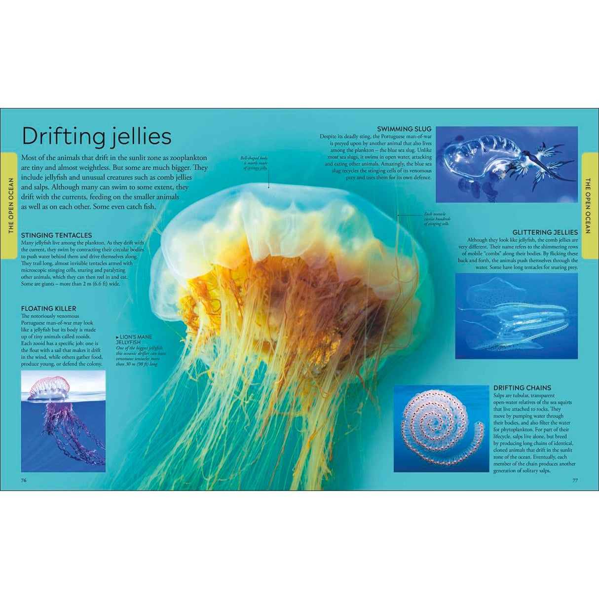 A vibrant two-page spread from DK’s "Ocean: A Children's Encyclopedia" features images and facts about jellyfish, including a large tentacled jellyfish, diagrams, and text on their traits, movement, and various species.