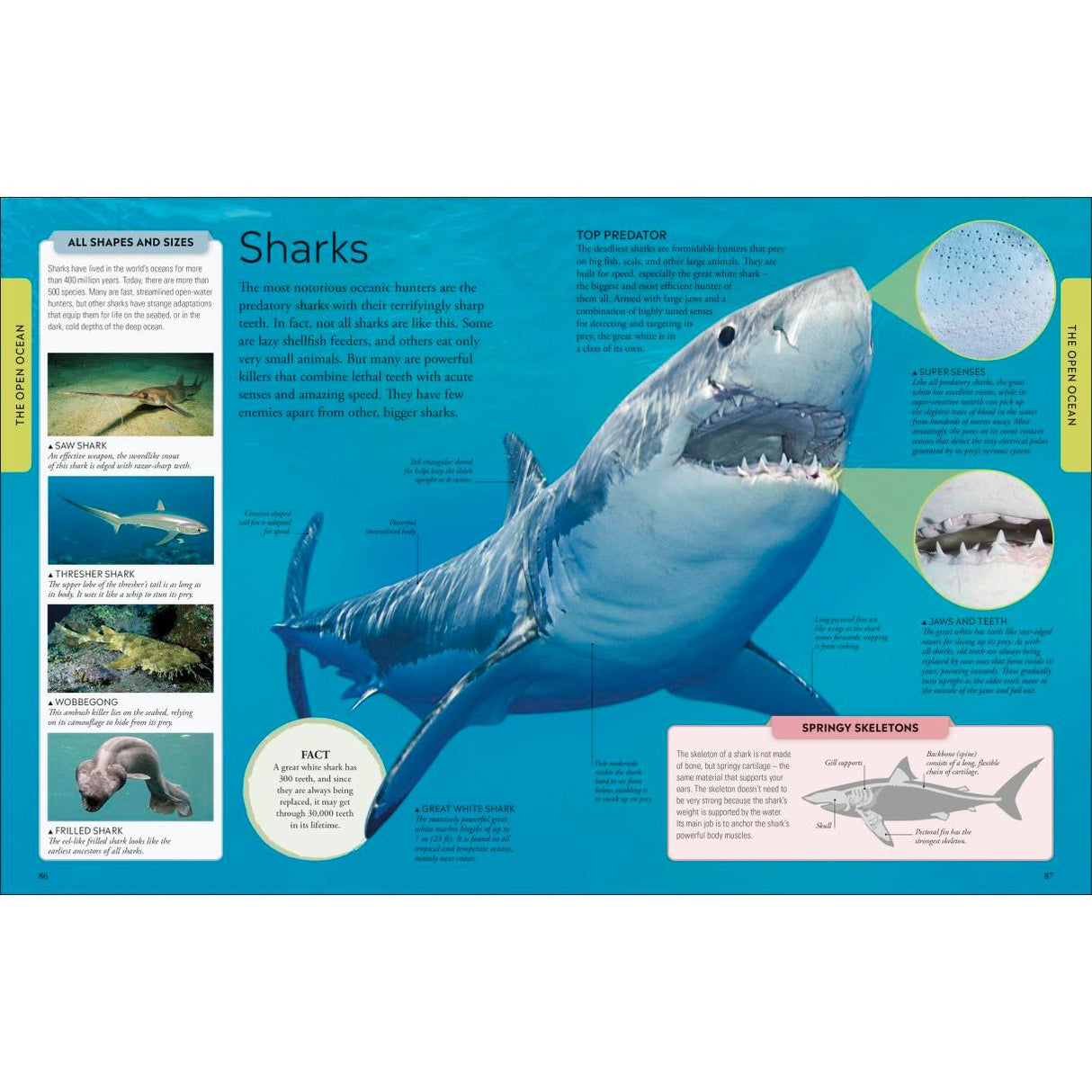 The "Ocean: A Children's Encyclopedia" by DK includes an educational infographic on sharks, with a large great white shark illustration, labeled anatomy diagrams, images of species, and simple facts about shark features and behaviors.