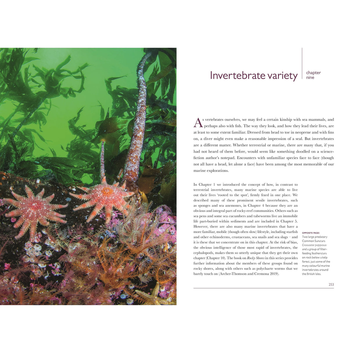 Starfish, sea anemones, and other colorful marine invertebrates cling to rocks and each other underwater, surrounded by green water and coral, capturing the rich ocean biodiversity featured in British coastal habitats—a vibrant scene from Coastal Seas by Bloomsbury Wildlife. Text describing the variety of invertebrates appears on the right.