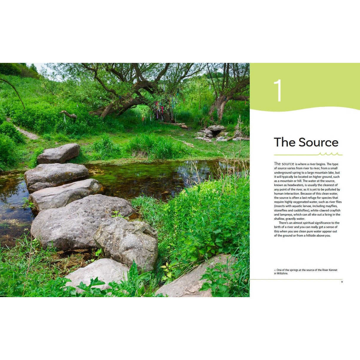 A small stream winds through lush green grass and trees, forming a peaceful freshwater habitat. Large stepping stones cross the water, with sunlight filtering through. On the right, text reads “The Great British River” by Bloomsbury with a description.