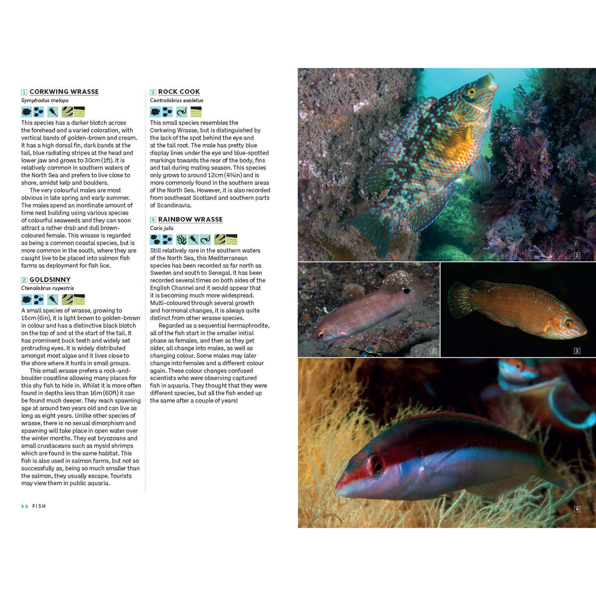 A page from *Marine Life of the North Sea and English Channel* by Bloomsbury Wildlife displays descriptions and images of various wrasse species, such as Corkwing Wrasse, Goldsinny, Rock Cook, and Rainbow Wrasse. This marine identification guide includes vivid color photographs of each fish among rocks or underwater plants, showcasing the vibrant beauty of North Sea marine life through stunning underwater photography.