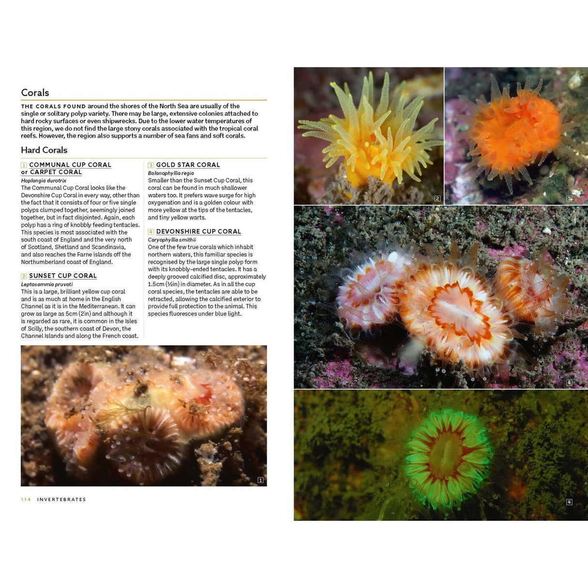A page from Marine Life of the North Sea and English Channel by Bloomsbury Wildlife features photos and descriptions of vibrant corals—such as orange, yellow, and green types—with close-up images that highlight their intricate textures and structures, providing an inspiring example of underwater photography commonly found in authoritative marine identification guides.