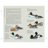 Illustration of various duck species found near UK rivers and lakes, such as the Goldeneye, Wigeon, Gadwall, Goosander, and Tufted Duck. Each illustration is labeled to depict gender differences. The page from "Just Add Water" by Adlard Coles includes text discussing duck identification and habits.