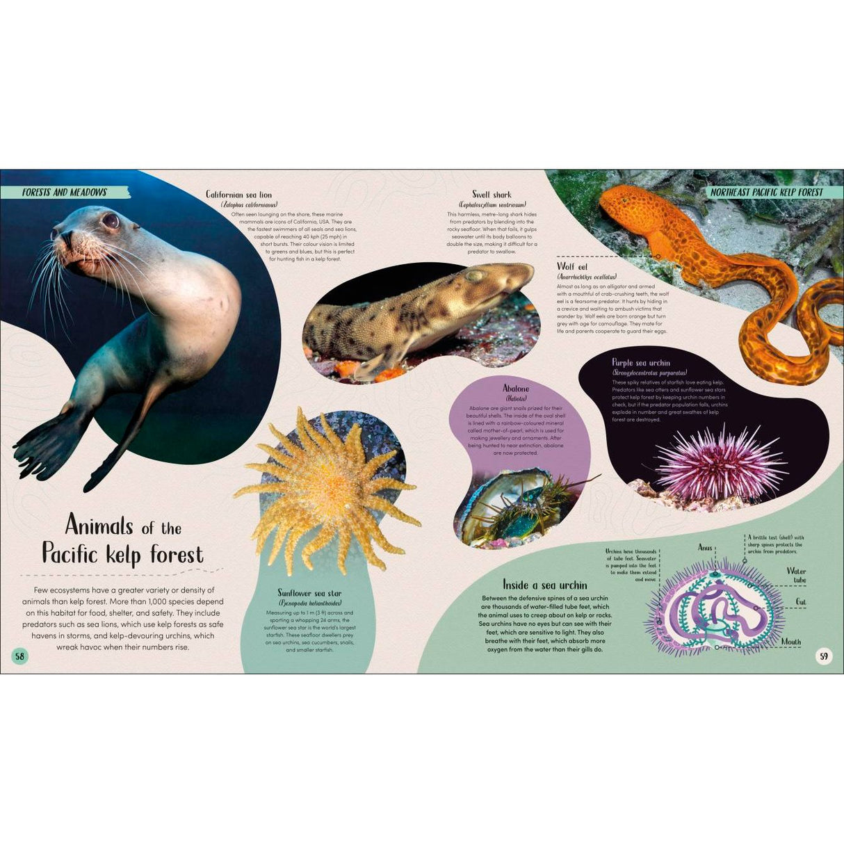 Dorling Kindersley's "Ocean" features an illustrated page on Pacific kelp forest animals, favored by marine biologists, showcasing a sea lion, colorful fish, an eel, a luminous sea star, purple sea urchins, and a sea cucumber with informative text and vibrant diagrams.