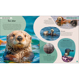 A double-page spread in "Ocean" by Dorling Kindersley showcases sea otters floating, eating, and diving. Text sections cover bedtime, tool use, fur coats, and otters as a keystone species. A teal and white color palette echoes the tranquil waters they inhabit.