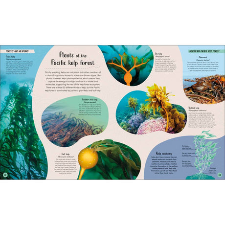 Dive into "Ocean" by Dorling Kindersley, an illustrated guide to Pacific kelp forests. Explore vibrant images and scientific insights on species like giant kelp, bull kelp, and coralline algae. An essential resource for marine biologists and enthusiasts alike.