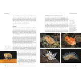 A book spread from Coastal Seas by Bloomsbury Wildlife features text describing the intriguing role of sea slugs and mollusks in British coastal habitats. The right page displays six vibrant photographs—arranged in two rows of three—capturing the diverse shapes and brilliant colors of sea slugs found across the British Isles.