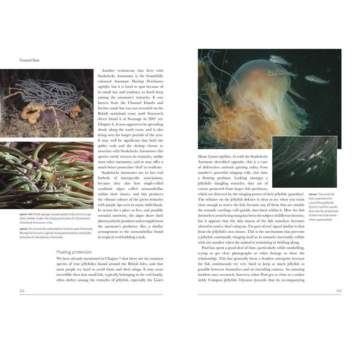 Discover the vibrant diversity of coastal marine life in "Coastal Seas" from Bloomsbury Wildlife. This book page features informative text about coastal seas and jellyfish, alongside three captivating photographs: a sea anemone hosting shrimp, a lion’s mane jellyfish accompanied by smaller fish, and a detailed close-up of jellyfish tentacles underwater. Both words and images showcase the fascinating underwater habitats found along the British Isles shoreline.