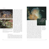 Discover the vibrant diversity of coastal marine life in "Coastal Seas" from Bloomsbury Wildlife. This book page features informative text about coastal seas and jellyfish, alongside three captivating photographs: a sea anemone hosting shrimp, a lion’s mane jellyfish accompanied by smaller fish, and a detailed close-up of jellyfish tentacles underwater. Both words and images showcase the fascinating underwater habitats found along the British Isles shoreline.
