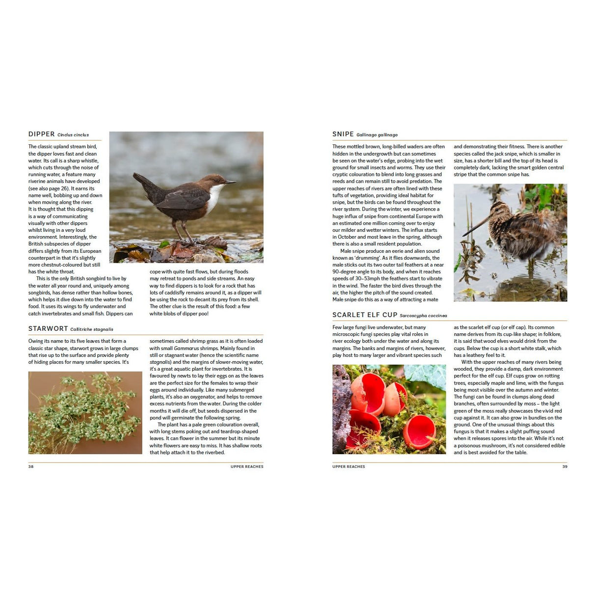 A two-page spread from Bloomsbury’s "The Great British River" features text and color photos of river wildlife: a dipper on a rock, a snipe by water, the starwort plant, and red scarlet elf cup fungi along British rivers.
