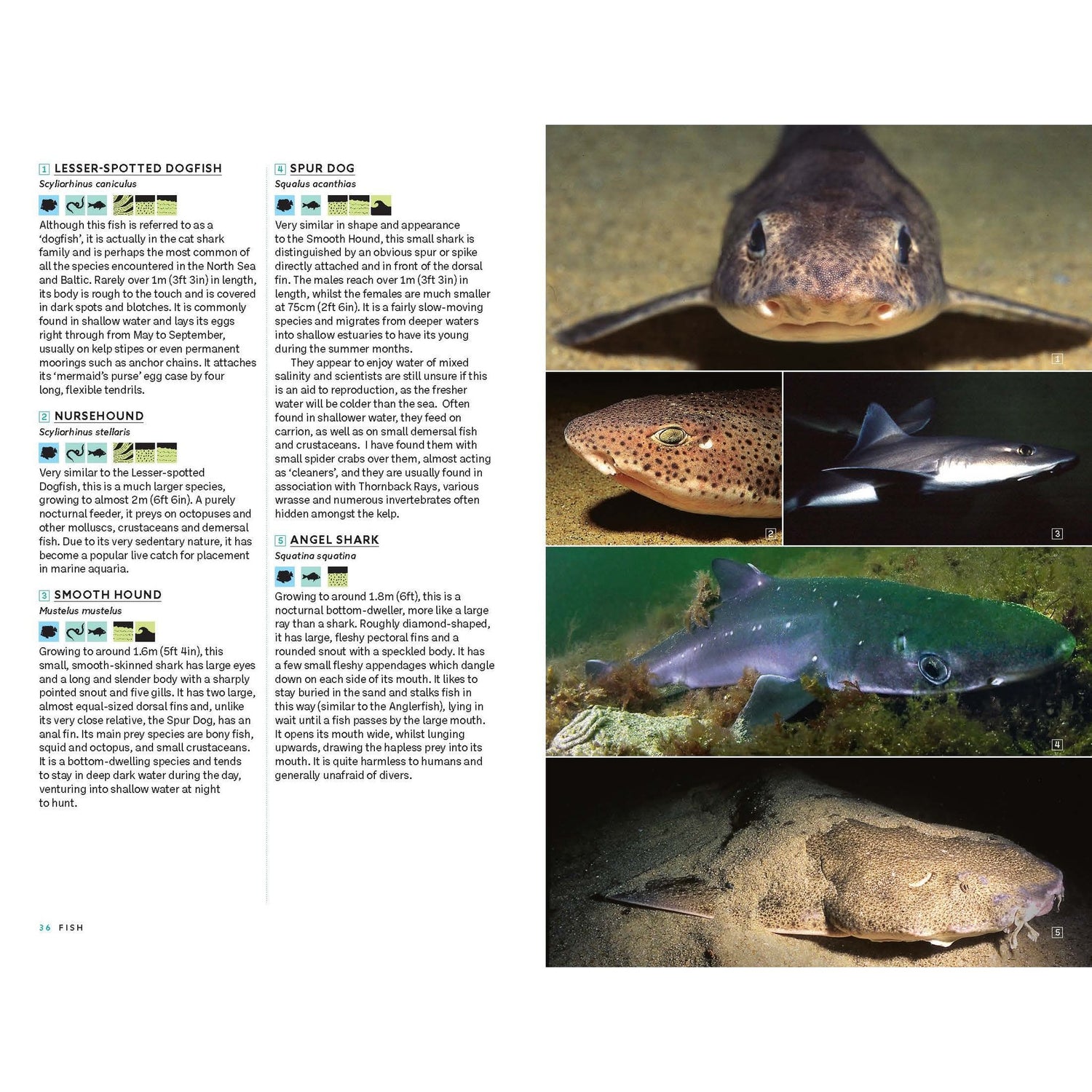 A page from *Marine Life of the North Sea and English Channel* by Bloomsbury Wildlife displays text about five shark species on the left, while the right side features underwater photographs—both close-ups and side views—of five different sharks. The layout is designed to highlight the unique marine life of the North Sea.
