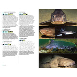 A page from *Marine Life of the North Sea and English Channel* by Bloomsbury Wildlife displays text about five shark species on the left, while the right side features underwater photographs—both close-ups and side views—of five different sharks. The layout is designed to highlight the unique marine life of the North Sea.