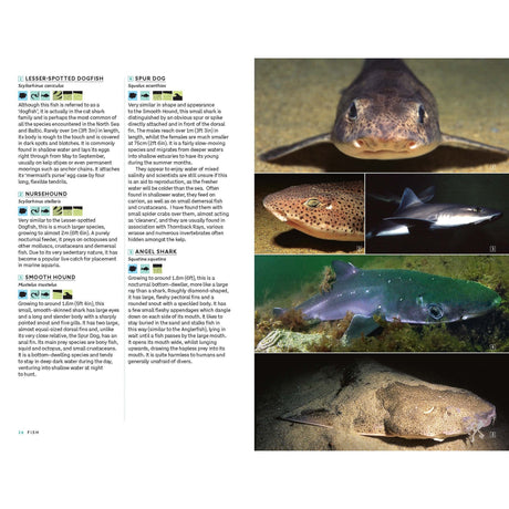 A page from *Marine Life of the North Sea and English Channel* by Bloomsbury Wildlife displays text about five shark species on the left, while the right side features underwater photographs—both close-ups and side views—of five different sharks. The layout is designed to highlight the unique marine life of the North Sea.