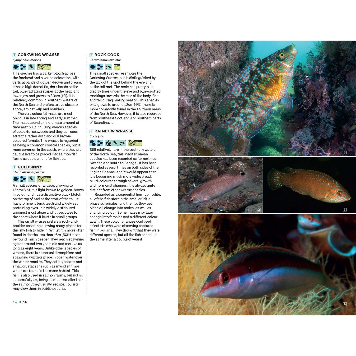 A page from *Marine Life of the North Sea and English Channel* by Bloomsbury Wildlife displays descriptions and images of various wrasse species, such as Corkwing Wrasse, Goldsinny, Rock Cook, and Rainbow Wrasse. This marine identification guide includes vivid color photographs of each fish among rocks or underwater plants, showcasing the vibrant beauty of North Sea marine life through stunning underwater photography.