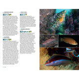 A page from *Marine Life of the North Sea and English Channel* by Bloomsbury Wildlife displays descriptions and images of various wrasse species, such as Corkwing Wrasse, Goldsinny, Rock Cook, and Rainbow Wrasse. This marine identification guide includes vivid color photographs of each fish among rocks or underwater plants, showcasing the vibrant beauty of North Sea marine life through stunning underwater photography.