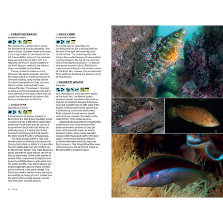 A page from *Marine Life of the North Sea and English Channel* by Bloomsbury Wildlife displays descriptions and images of various wrasse species, such as Corkwing Wrasse, Goldsinny, Rock Cook, and Rainbow Wrasse. This marine identification guide includes vivid color photographs of each fish among rocks or underwater plants, showcasing the vibrant beauty of North Sea marine life through stunning underwater photography.
