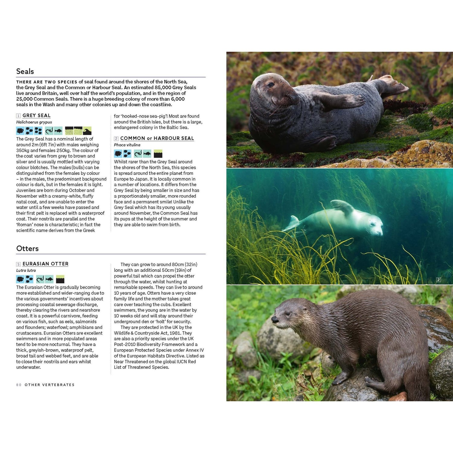 Explore the fascinating marine world with Marine Life of the North Sea and English Channel by Bloomsbury Wildlife. This page features informative text descriptions, illustrated icons, and three vivid photographs: a sea otter floating, a seal swimming underwater depicted through stunning underwater photography, and an otter standing on a mossy rock beside the water. Serving as an engaging marine identification guide, this resource is perfect for anyone interested in discovering North Sea marine life.