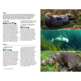 Explore the fascinating marine world with Marine Life of the North Sea and English Channel by Bloomsbury Wildlife. This page features informative text descriptions, illustrated icons, and three vivid photographs: a sea otter floating, a seal swimming underwater depicted through stunning underwater photography, and an otter standing on a mossy rock beside the water. Serving as an engaging marine identification guide, this resource is perfect for anyone interested in discovering North Sea marine life.