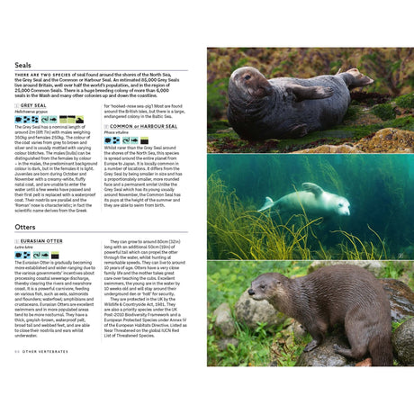 Explore the fascinating marine world with Marine Life of the North Sea and English Channel by Bloomsbury Wildlife. This page features informative text descriptions, illustrated icons, and three vivid photographs: a sea otter floating, a seal swimming underwater depicted through stunning underwater photography, and an otter standing on a mossy rock beside the water. Serving as an engaging marine identification guide, this resource is perfect for anyone interested in discovering North Sea marine life.