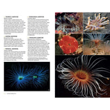 A page from Marine Life of the North Sea and English Channel by Bloomsbury Wildlife features detailed descriptions of various anemones on the left alongside six vivid close-up photographs on the right, showcasing their diverse shapes, textures, and striking colors. The remarkable underwater photography beautifully captures the rich marine diversity found in the North Sea.