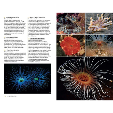 A page from Marine Life of the North Sea and English Channel by Bloomsbury Wildlife features detailed descriptions of various anemones on the left alongside six vivid close-up photographs on the right, showcasing their diverse shapes, textures, and striking colors. The remarkable underwater photography beautifully captures the rich marine diversity found in the North Sea.