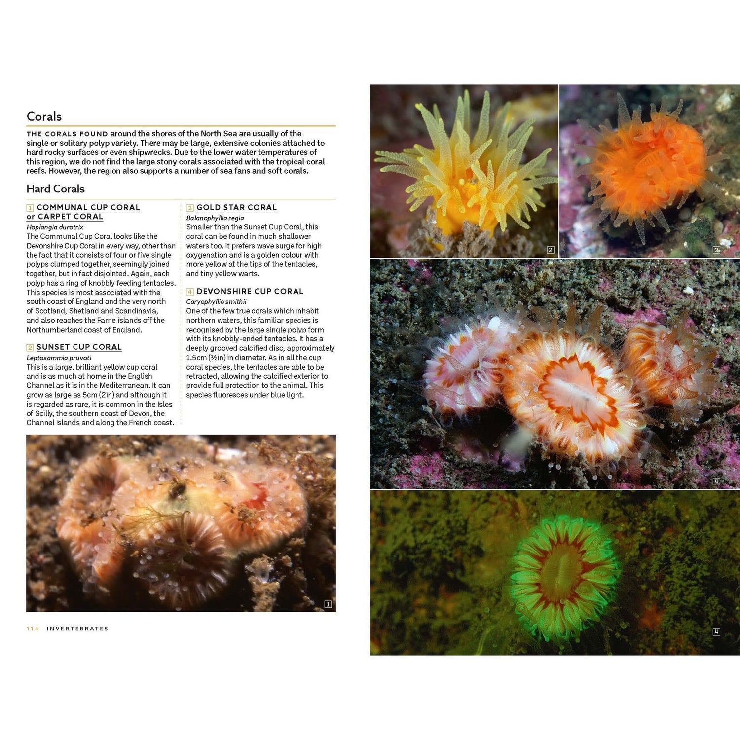 A page from Marine Life of the North Sea and English Channel by Bloomsbury Wildlife features photos and descriptions of vibrant corals—such as orange, yellow, and green types—with close-up images that highlight their intricate textures and structures, providing an inspiring example of underwater photography commonly found in authoritative marine identification guides.