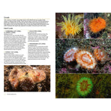 A page from Marine Life of the North Sea and English Channel by Bloomsbury Wildlife features photos and descriptions of vibrant corals—such as orange, yellow, and green types—with close-up images that highlight their intricate textures and structures, providing an inspiring example of underwater photography commonly found in authoritative marine identification guides.