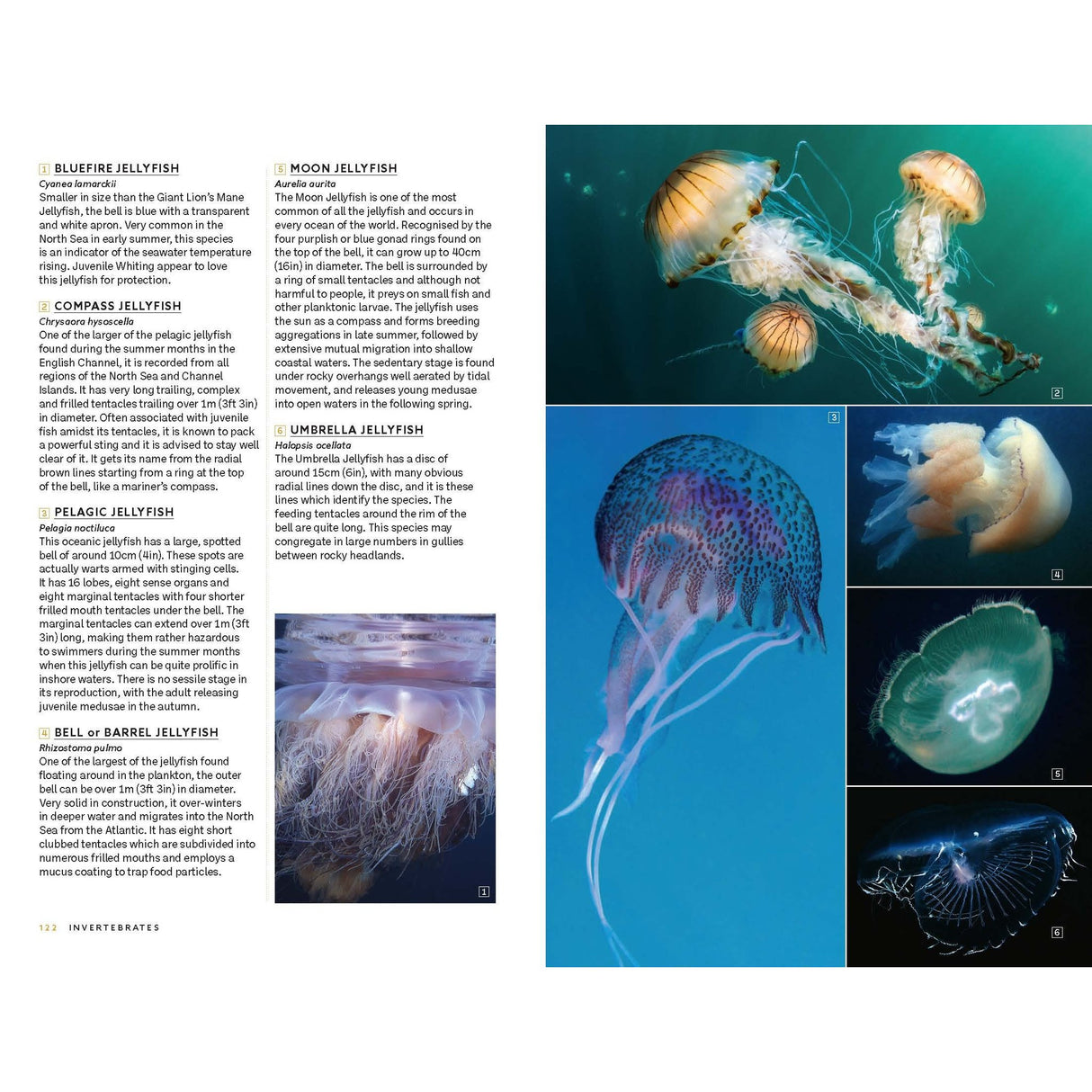 A double-page spread from *Marine Life of the North Sea and English Channel* by Bloomsbury Wildlife highlights six jellyfish species with vivid photographs. Celebrating the rich diversity of North Sea marine life, the left page features concise descriptions alongside a lower photo, while five striking jellyfish images appear on the right page set against a deep blue backdrop, beautifully capturing their ethereal forms through stunning underwater photography.
