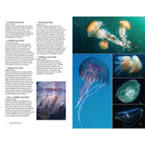 A double-page spread from *Marine Life of the North Sea and English Channel* by Bloomsbury Wildlife highlights six jellyfish species with vivid photographs. Celebrating the rich diversity of North Sea marine life, the left page features concise descriptions alongside a lower photo, while five striking jellyfish images appear on the right page set against a deep blue backdrop, beautifully capturing their ethereal forms through stunning underwater photography.