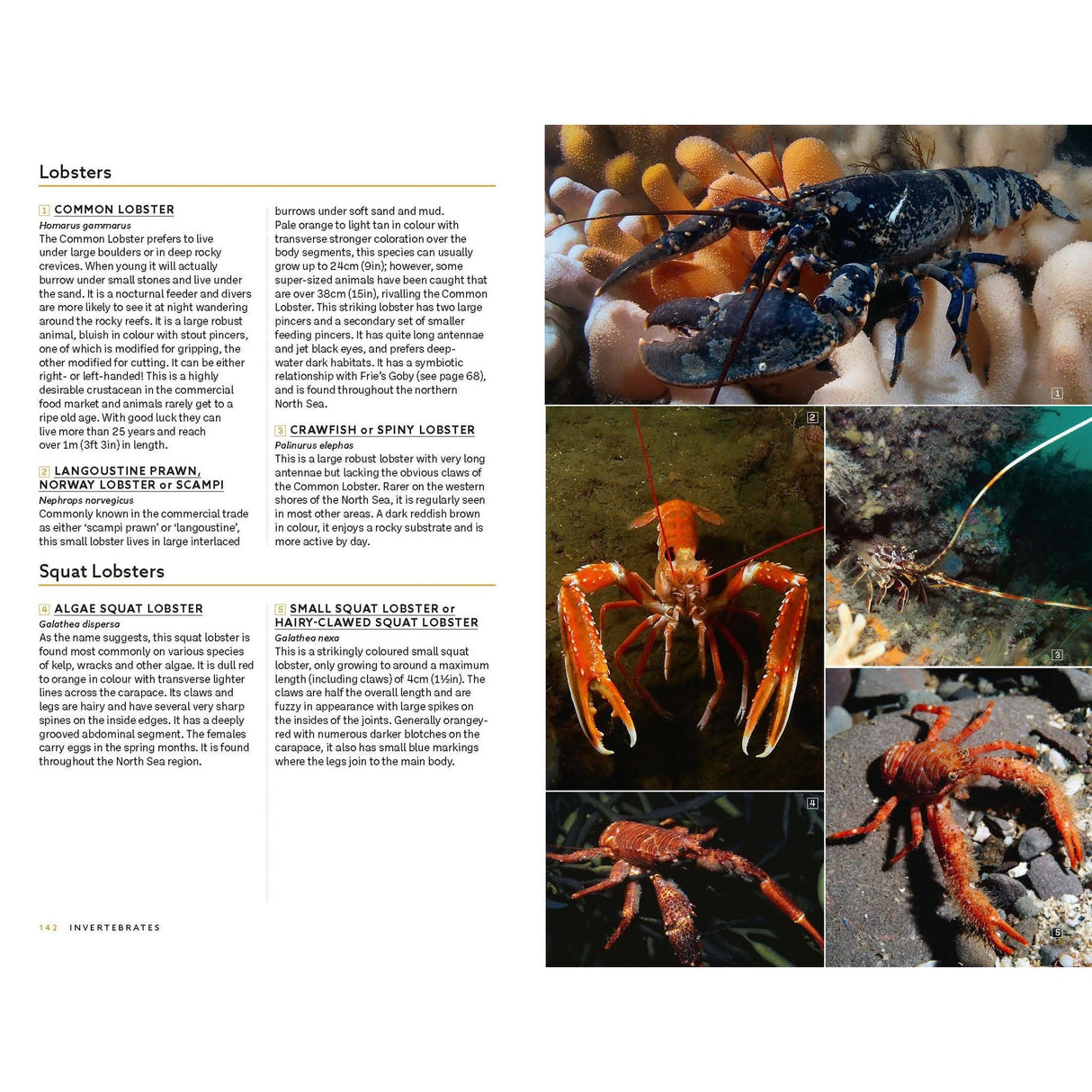 A vibrant collage of various lobster species, featuring detailed close-ups of their claws and bodies in natural underwater environments, showcases the remarkable diversity of North Sea marine life. Accompanying this striking underwater photography is an informative page with descriptions of lobsters and squat lobsters, making *Marine Life of the North Sea and English Channel* from Bloomsbury Wildlife an essential resource for any marine identification guide.