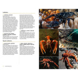 A vibrant collage of various lobster species, featuring detailed close-ups of their claws and bodies in natural underwater environments, showcases the remarkable diversity of North Sea marine life. Accompanying this striking underwater photography is an informative page with descriptions of lobsters and squat lobsters, making *Marine Life of the North Sea and English Channel* from Bloomsbury Wildlife an essential resource for any marine identification guide.