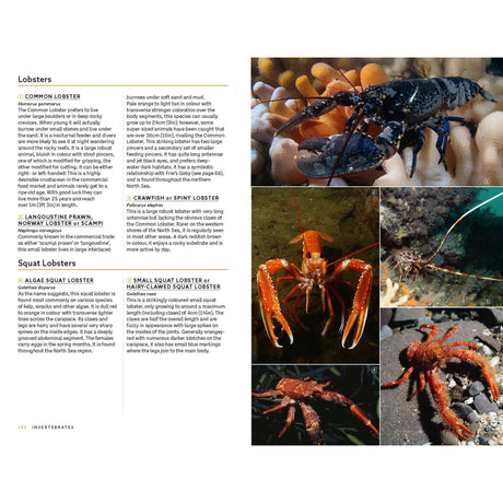 A vibrant collage of various lobster species, featuring detailed close-ups of their claws and bodies in natural underwater environments, showcases the remarkable diversity of North Sea marine life. Accompanying this striking underwater photography is an informative page with descriptions of lobsters and squat lobsters, making *Marine Life of the North Sea and English Channel* from Bloomsbury Wildlife an essential resource for any marine identification guide.