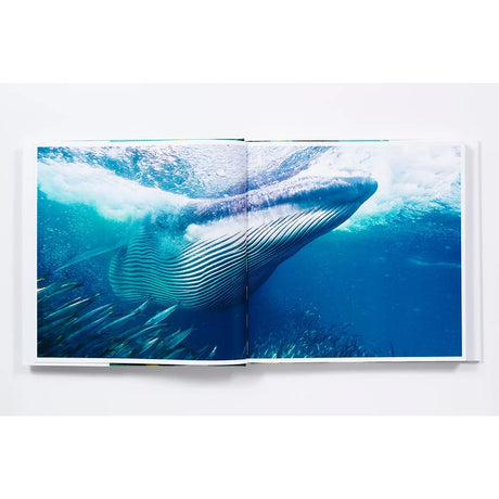 An open copy of The Life and Love of the Sea by Abrams Books displays a vivid underwater photograph featuring a large whale gliding among a school of fish, enveloped in blue water and bubbles, beautifully capturing the majesty of marine wildlife.