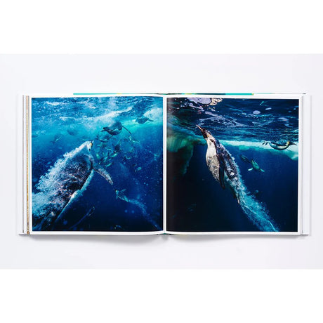 An open copy of The Life and Love of the Sea by Abrams Books showcases vibrant underwater photographs of penguins swimming and diving through blue waters, highlighting the beauty of marine wildlife surrounded by swirling bubbles and playful companions.