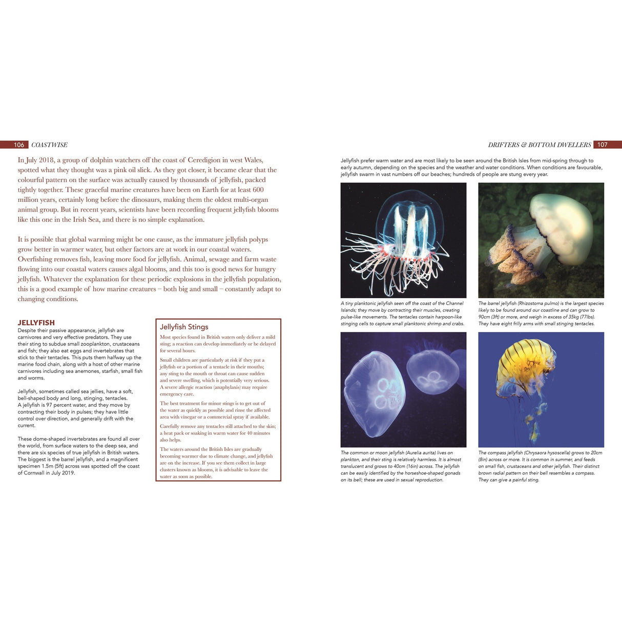 A book spread from "Coastwise" by Fernhurst Books shows text on both pages. The right page displays four photos of various translucent, colorful jellyfish species found along the British coast, highlighting their tentacles and vibrant shapes.