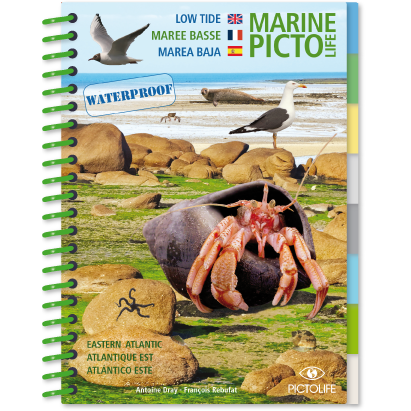 Uncover the wonders of the "Pictolife Low-Tide Eastern Atlantic" from Pictolife Marine Guides, a waterproof book cover ideal for the tide pool enthusiast. It features captivating images of seagulls, a crab in its shell, rocks, and seaweed on a beach, along with translations of "low tide" in English, French, and Spanish accompanied by unique regional references.