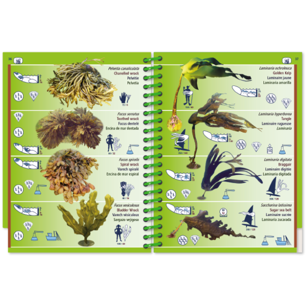 Featuring illustrations of different seaweeds, the Pictolife Marine Guides' 'Pictolife Low-Tide Eastern Atlantic' is an open, waterproof guide perfect for the tide pool detective. Each seaweed type is labeled with names such as 'Golden Kelp' and 'Laminaire hyperboréenne,' alongside their scientific names. The guide also includes small icons that provide information on habitat, size, and uses.