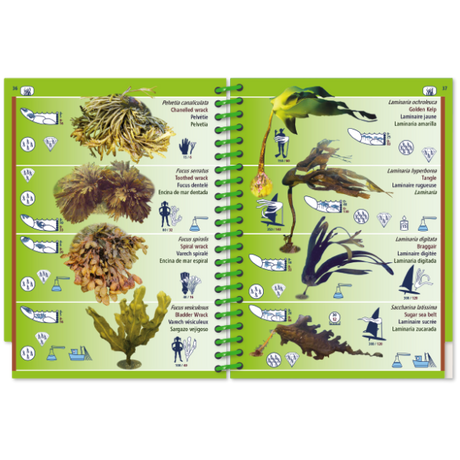 Featuring illustrations of different seaweeds, the Pictolife Marine Guides' 'Pictolife Low-Tide Eastern Atlantic' is an open, waterproof guide perfect for the tide pool detective. Each seaweed type is labeled with names such as 'Golden Kelp' and 'Laminaire hyperboréenne,' alongside their scientific names. The guide also includes small icons that provide information on habitat, size, and uses.