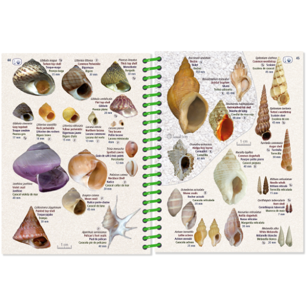 The Pictolife Low-Tide Eastern Atlantic from Pictolife Marine Guides is an open, waterproof book showcasing a detailed illustration of various sea shells complete with names and measurements. This tide pool detective tool features a green spiral binding and precisely labels shells with scientific names and descriptions, making exploration easy.