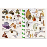 The Pictolife Low-Tide Eastern Atlantic from Pictolife Marine Guides is an open, waterproof book showcasing a detailed illustration of various sea shells complete with names and measurements. This tide pool detective tool features a green spiral binding and precisely labels shells with scientific names and descriptions, making exploration easy.