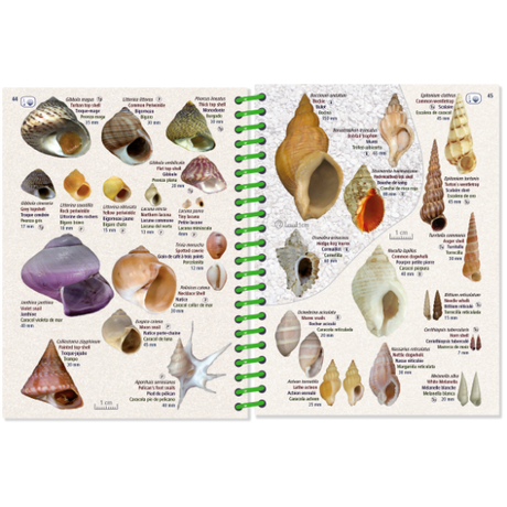 The Pictolife Low-Tide Eastern Atlantic from Pictolife Marine Guides is an open, waterproof book showcasing a detailed illustration of various sea shells complete with names and measurements. This tide pool detective tool features a green spiral binding and precisely labels shells with scientific names and descriptions, making exploration easy.