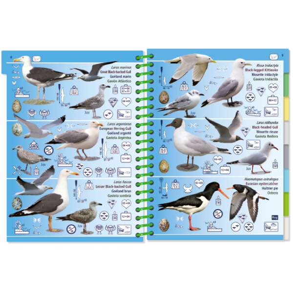 The "Pictolife Low-Tide Eastern Atlantic" by Pictolife Marine Guides is an illustrated gem for tide pool enthusiasts, featuring gull and shorebird species with labeled features such as wing patterns and beak shapes. This waterproof guidebook is designed with a blue background and a green spiral binding, also incorporating illustrations of eggs and feet for easy identification.